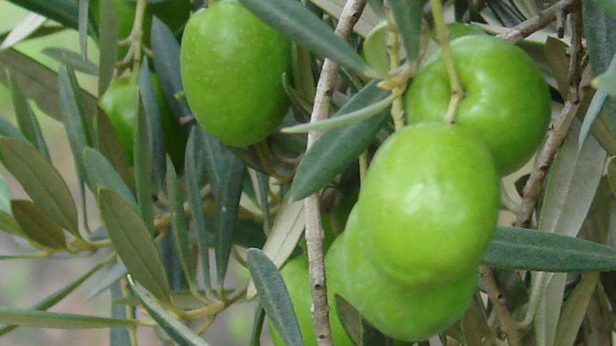 Green olives still on the tree.