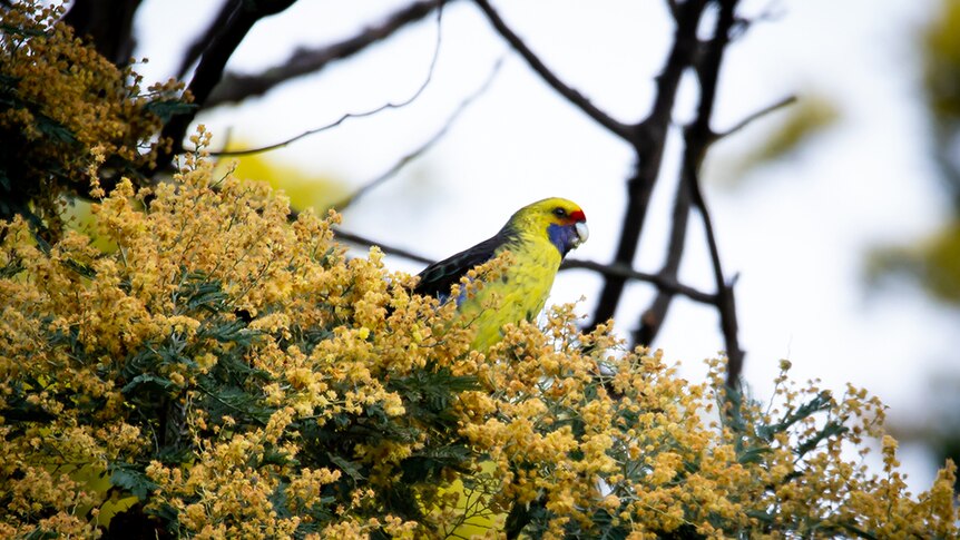 A Green Rosella sits among a branch of yellow flowering wattle.