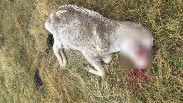 Dead sheep with bloodied face laying dead in a grassed paddock.