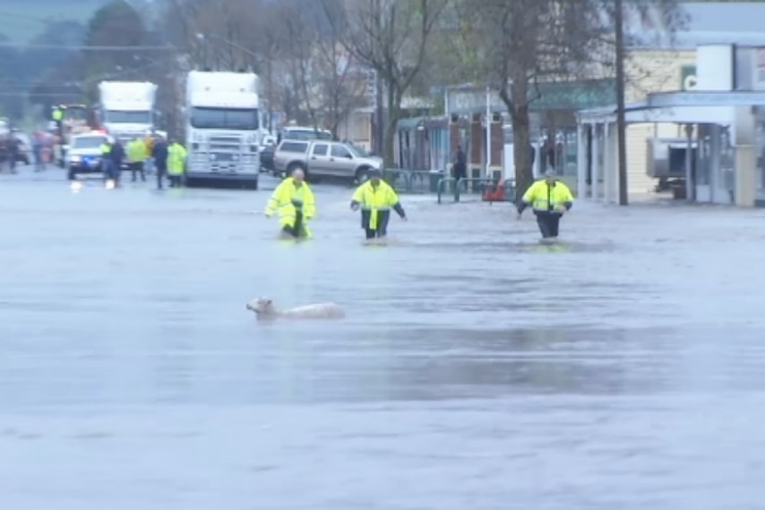 Emergency workers rescue a sheep from flood waters in Coleraine's main street.