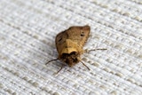 A bogong moth at Parliament House.