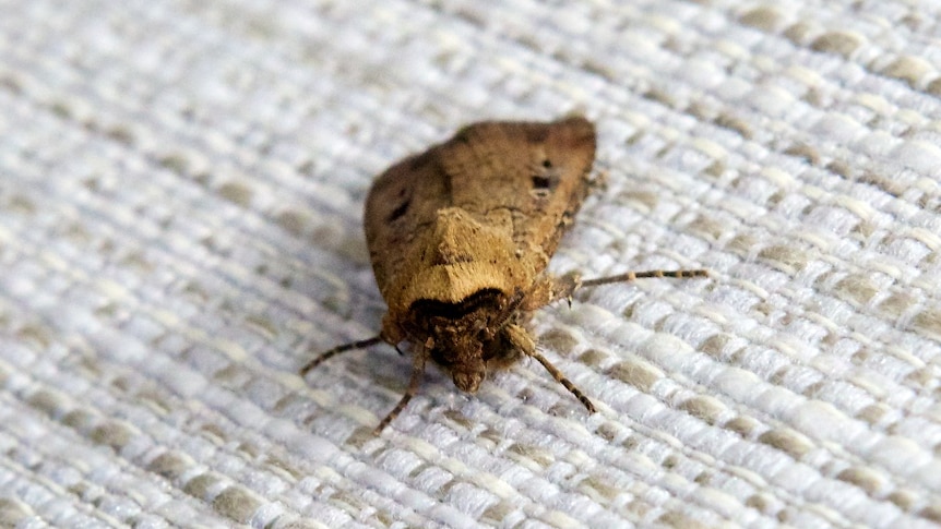 A bogong moth at Parliament House.