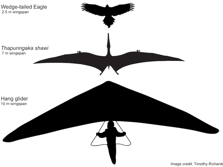 A black and white graphic comparing the size of Thapunngaka shawi to an eagle and a hang glider.