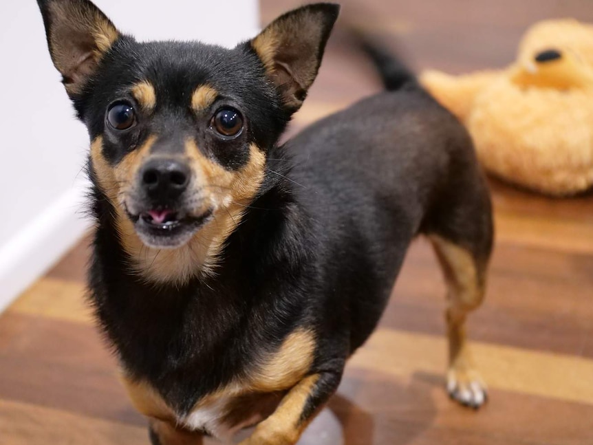 A black and tan chihuahua stares jauntily into the camera.