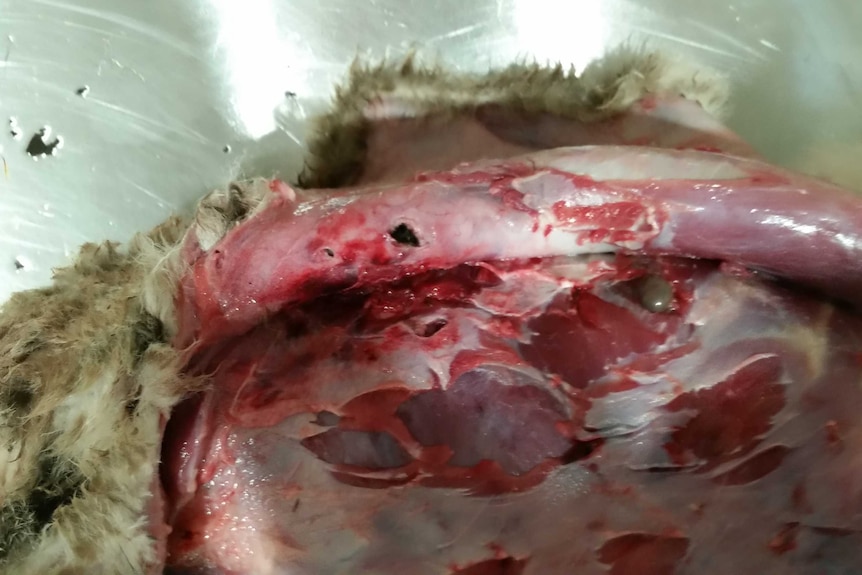 Visible puncture hole in Koala's skin during autopsy