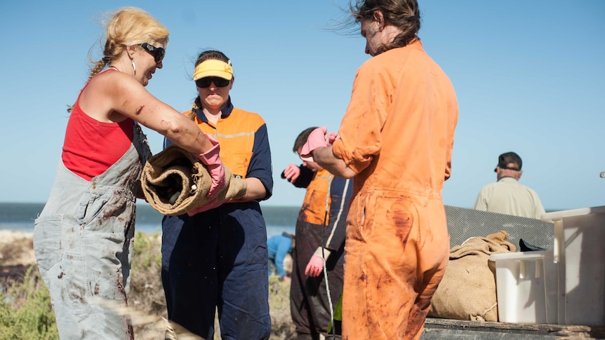 Researchers pack up some of the knives used for dissecting the whale.