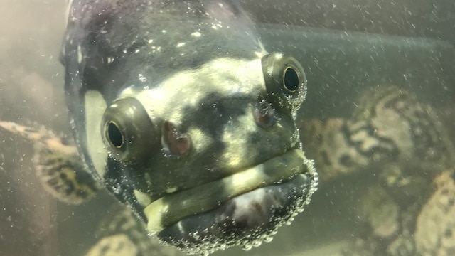 A large fish known as a grouper stares through the glass.
