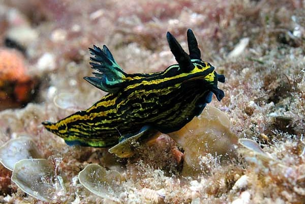 A vivid, blue and yellow striped sea slug known as Roboastra luteolineata among undergrowth under water.
