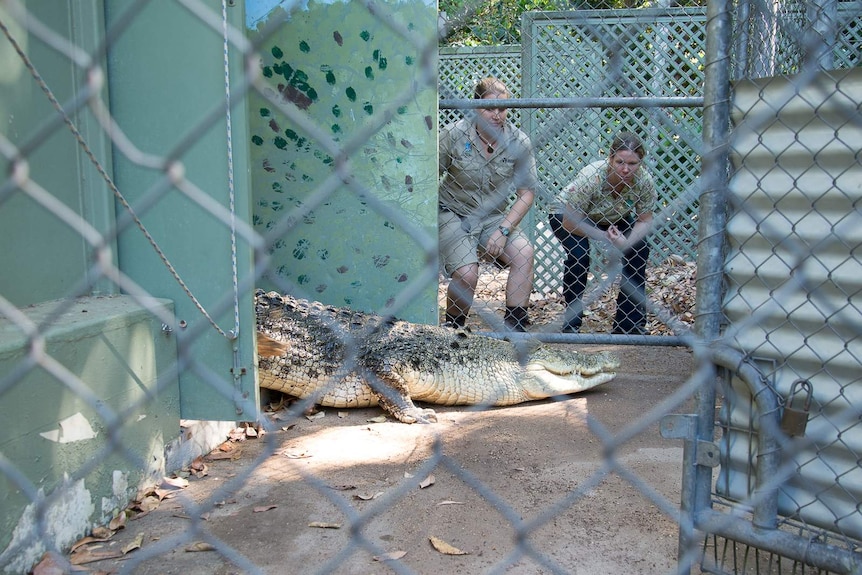 Two women stand behind chain link fences as they monitor a crocodile moving from one zoo enclosure to another.