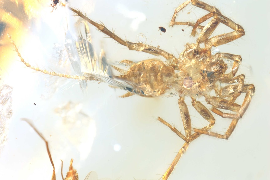 Chimera arachnid fossil in amber