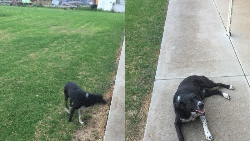 Two images next to each other - one of a black sheep dog blurred and running, the other of a dog lying down looking up.