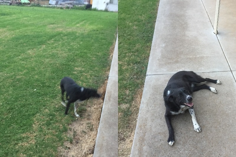 Two images next to each other - one of a black sheep dog blurred and running, the other of a dog lying down looking up.