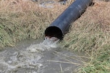 An irrigation bore flowing