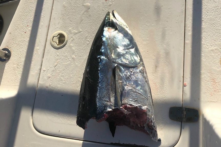 All that's left of a fish after a shark bit off its body.