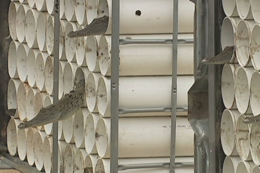 Several metre-long crocs peer out of specially designed pods