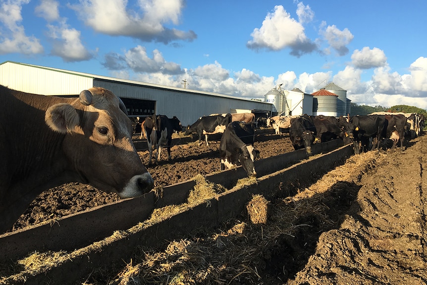 Dairy cows eating feed near the milking shed on a farm.