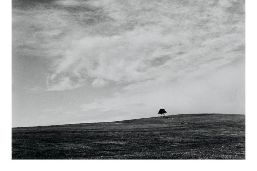 A black and white photo of two trees on a hill