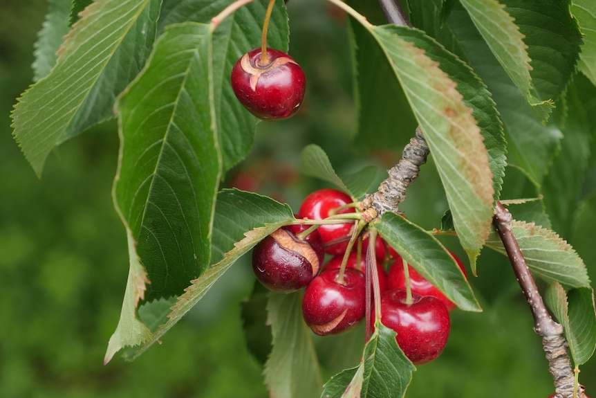 Cherries on a cherry tree are split down the side due to rain.