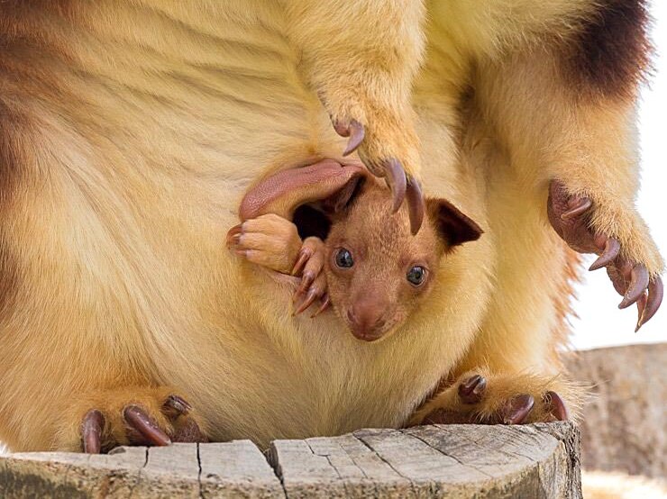 A Goodfellow's tree kangaroo joey peers from its pouch.
