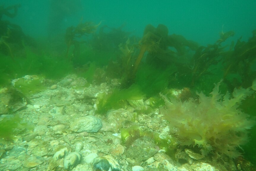 Flat oysters underwater at sea, surrounded by seaweed.