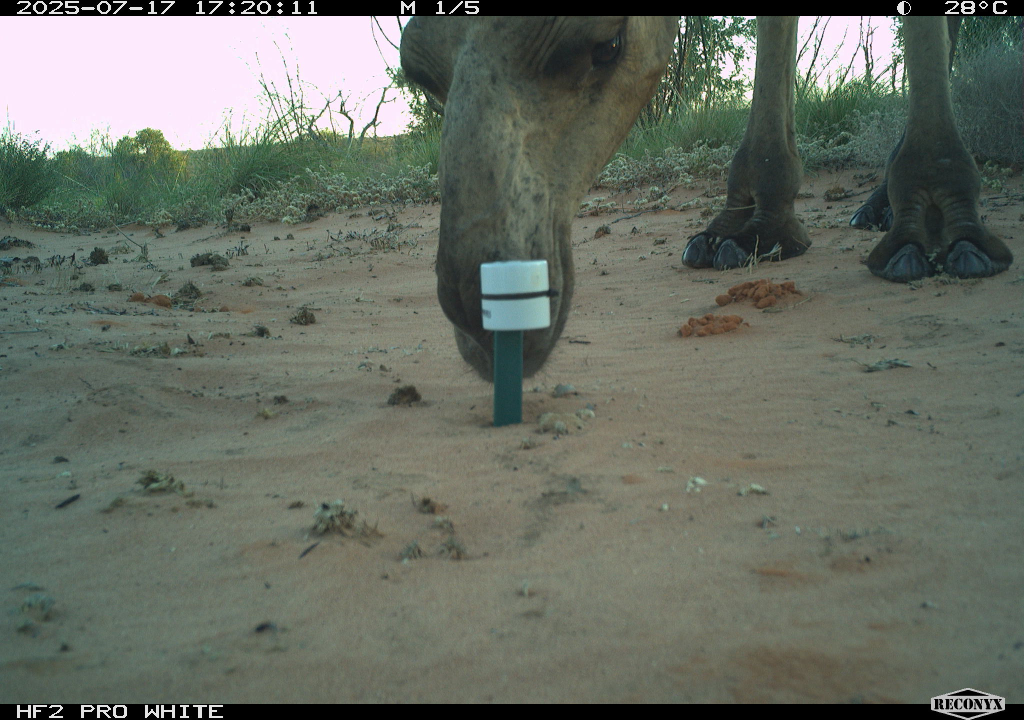 A camel sniffs at a small marker sticking out of the sand in a desert area.