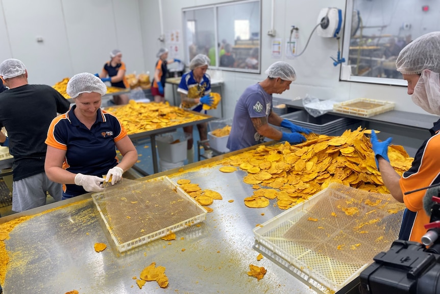 Photo of workers drying mangoes.