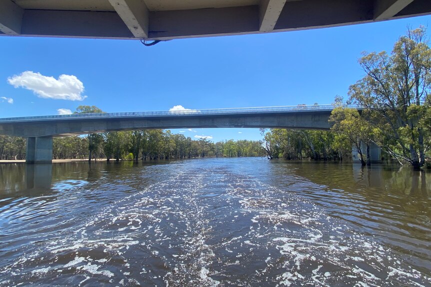 a picture of the high murray river and echuca bridge 