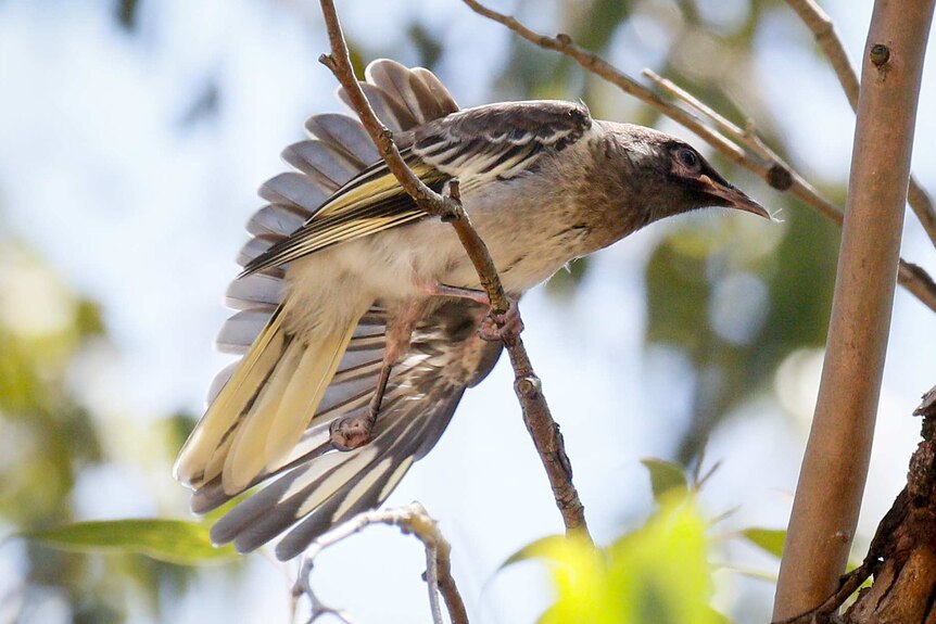 A fledging regent honeyeater stretching its wing.