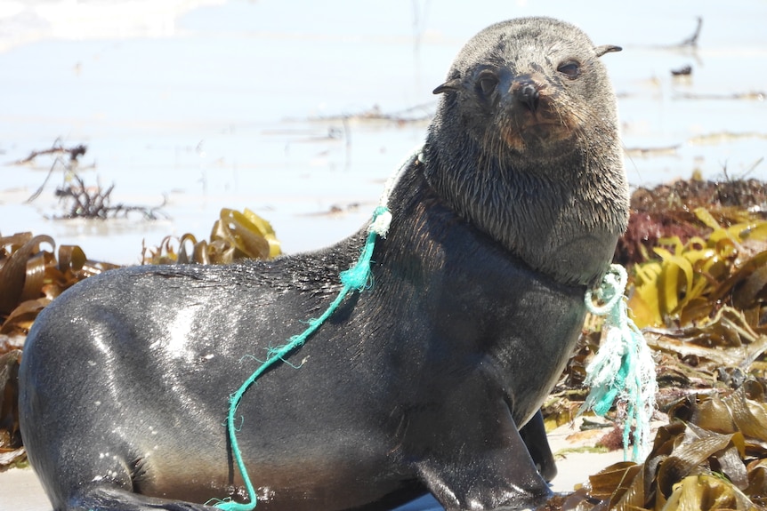 A seal on a beach with a rope around its neck. 