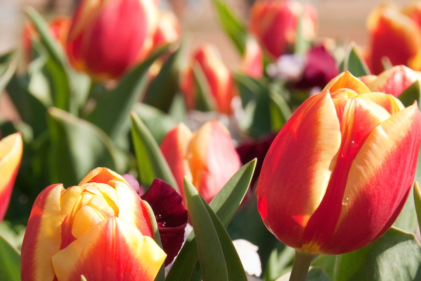 A close-up photo shows some tulips at Canberra's 2011 Floriade.