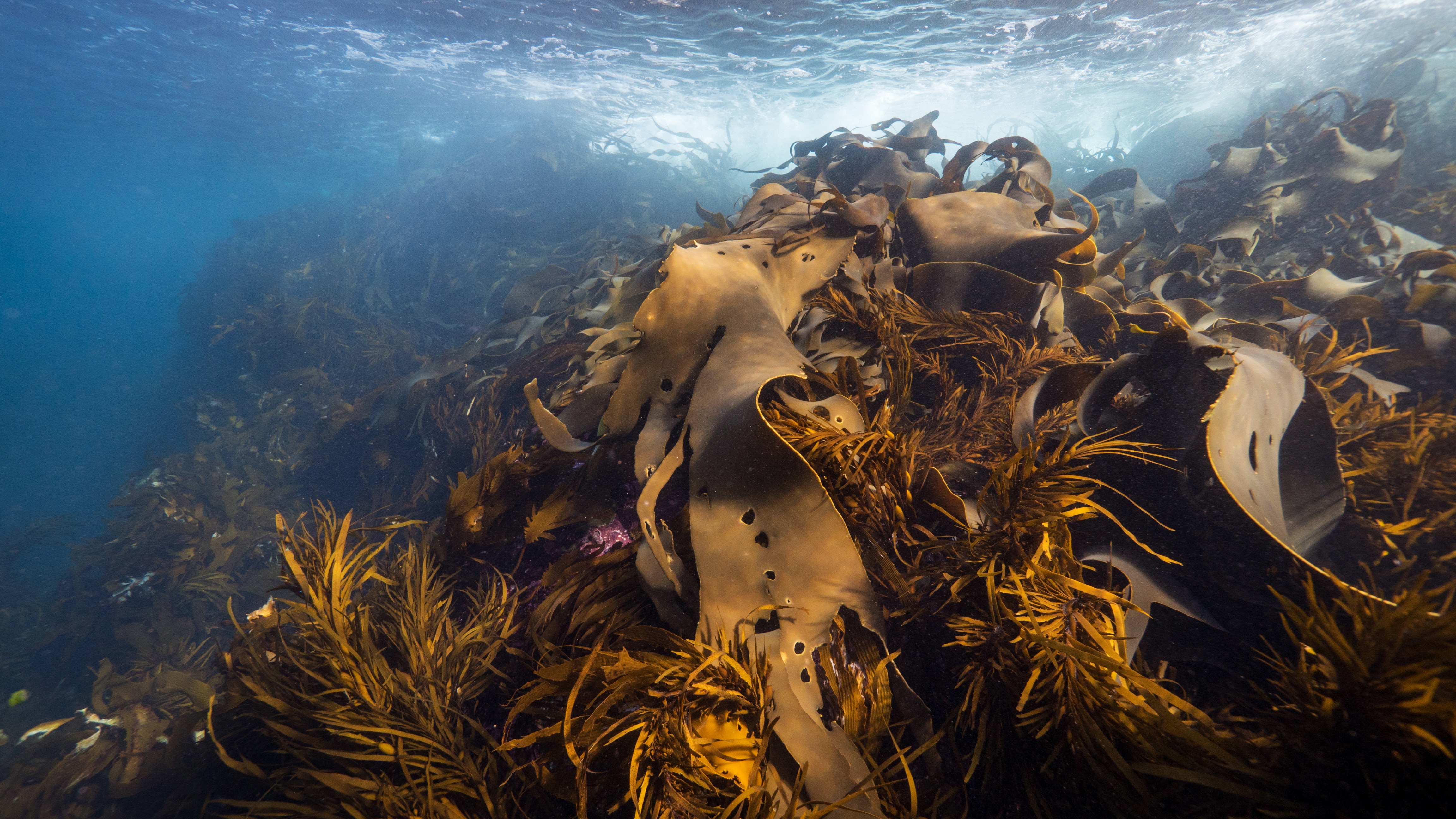 bull kelp under water