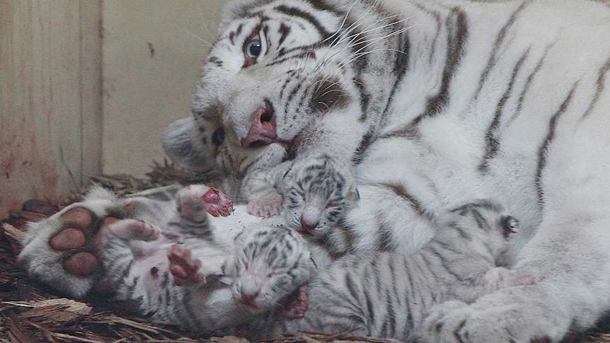 Three rare newborn white tigers with their mother