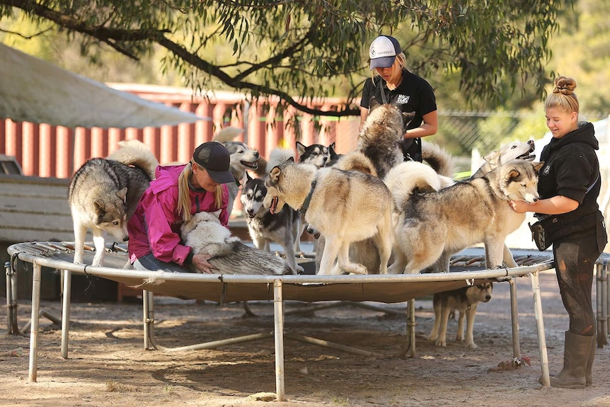 Janelle Wyatt and two of her staff members playing with lots of dogs on a trampoline.