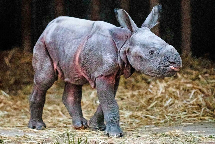 Taronga Western Plains Zoo in Dubbo has announced the birth of Australia's first "greater one-horned" Rhinoceros calf.