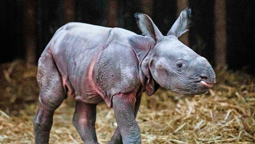 Taronga Western Plains Zoo in Dubbo has announced the birth of Australia's first "greater one-horned" Rhinoceros calf.