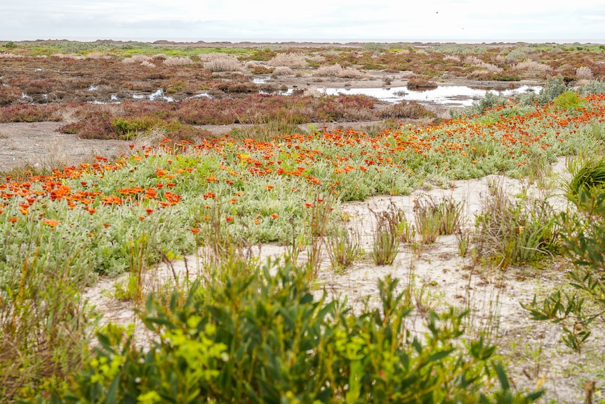 Green and brown shrubbery dotted with orange flowers extends down a sandy marsh to the shoreline on an overcast day.