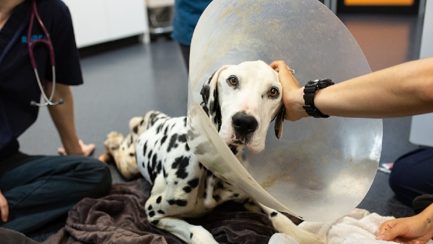 A dalmatian dog called Barry with limp legs and a neck collar, which the RSPCA had to be euthanised.