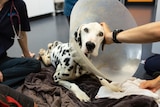 A dalmatian dog called Barry with limp legs and a neck collar, which the RSPCA had to be euthanised.