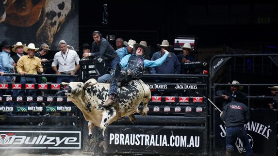 A rider tries to stay on a bull at a rodeo.