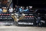 A rider tries to stay on a bull at a rodeo.