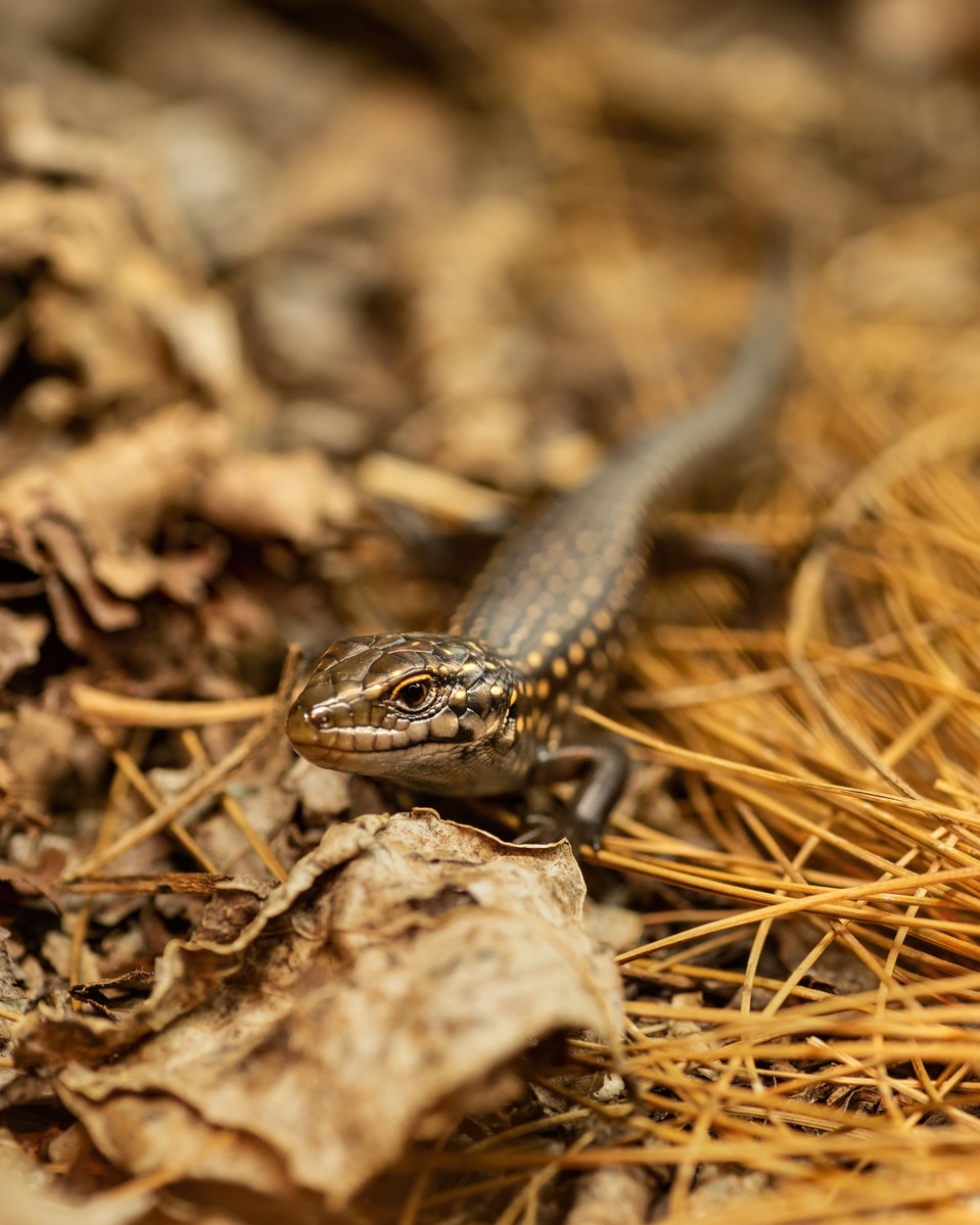 A small brown skink with yellowish spots sits on a pile of leaves and dry grass.