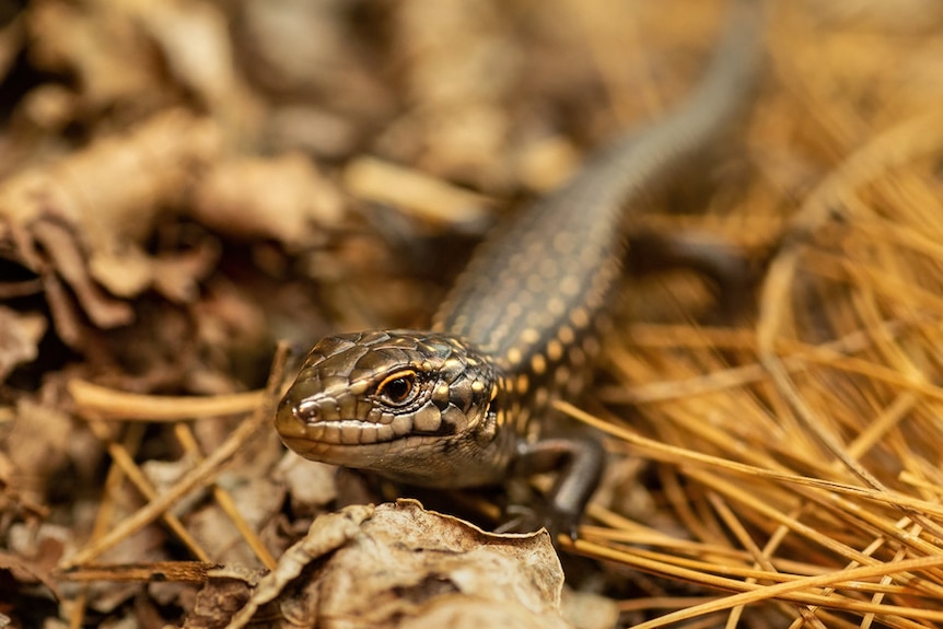A small brown skink with yellowish spots sits on a pile of leaves and dry grass.