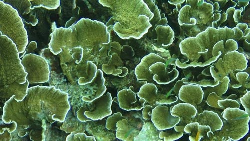Queensland researchers say new work on coral could lead to a rethink on some theories of evolution