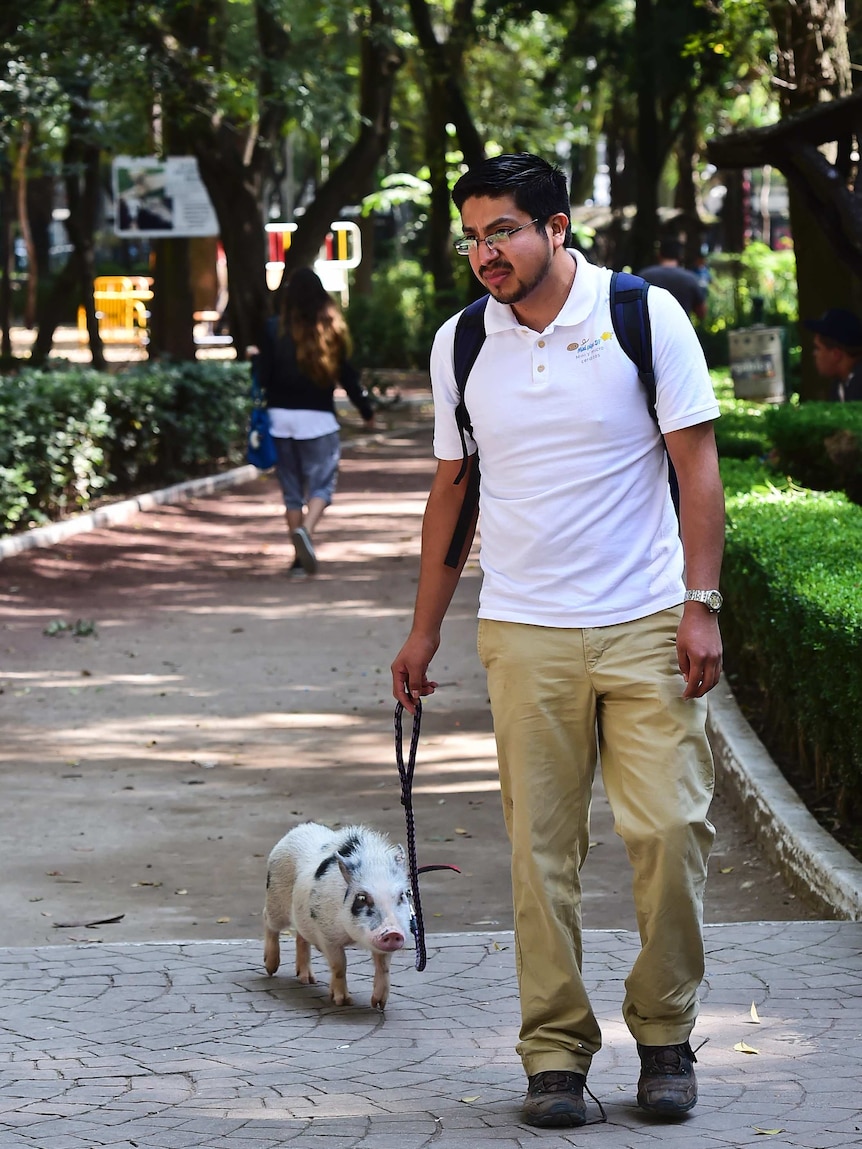 An owner walks his mini-pig in a park.