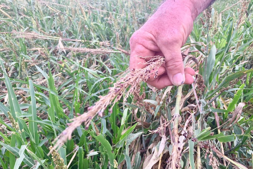 Close up of damaged sorghum