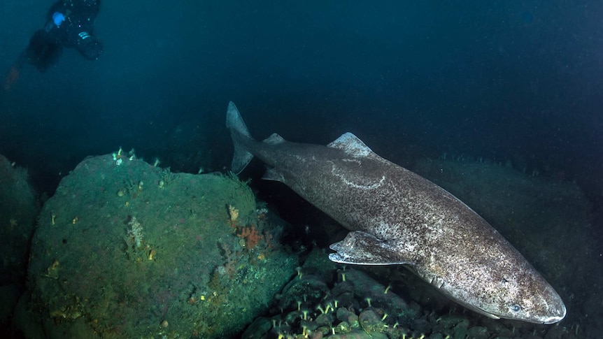 A scuba diver photographing a Greenland Shark swimming over a reef.