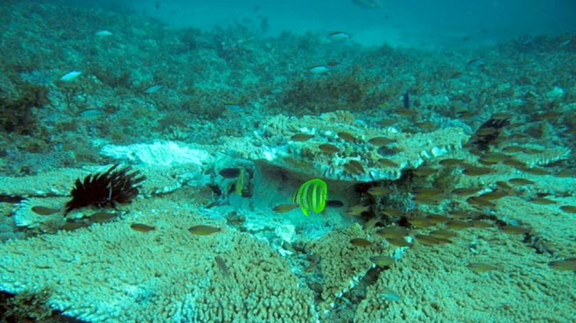 Fish swim above a broken plate of coral on a reef at Douglas Shoal