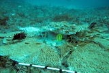 Fish swim above a broken plate of coral on a reef at Douglas Shoal