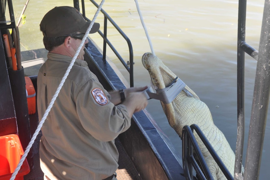 A wildlife ranger hauling in a crocodile.