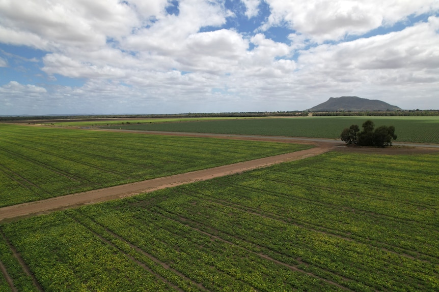 An aerial view of small green plant crops with a small mountain in the far off background, with clouds in the sky